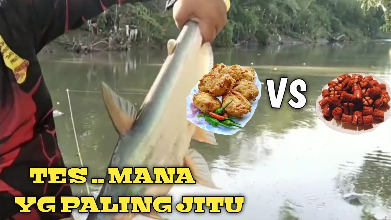 Ternyata tetap umpan ini paling jitu || strike patin liar