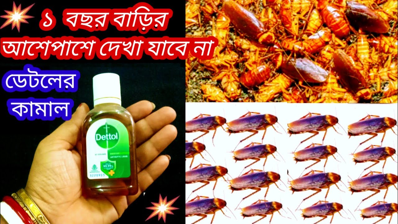 🔥আগামী ১ বছর বাড়িতে একটিও আরশোলা দেখতে পাবেন না🔥Rat killer/kitchen tips/homeremedy/cockroach killer