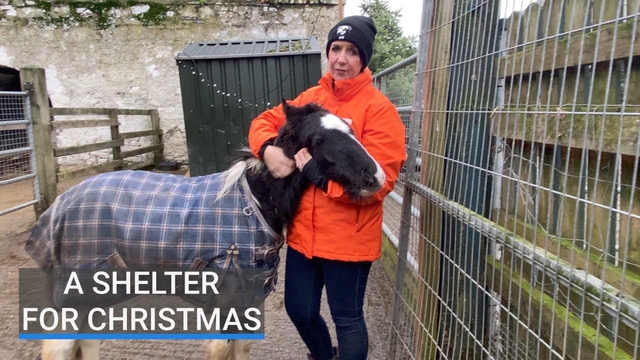 Animal welfare charity appeals for help this winter