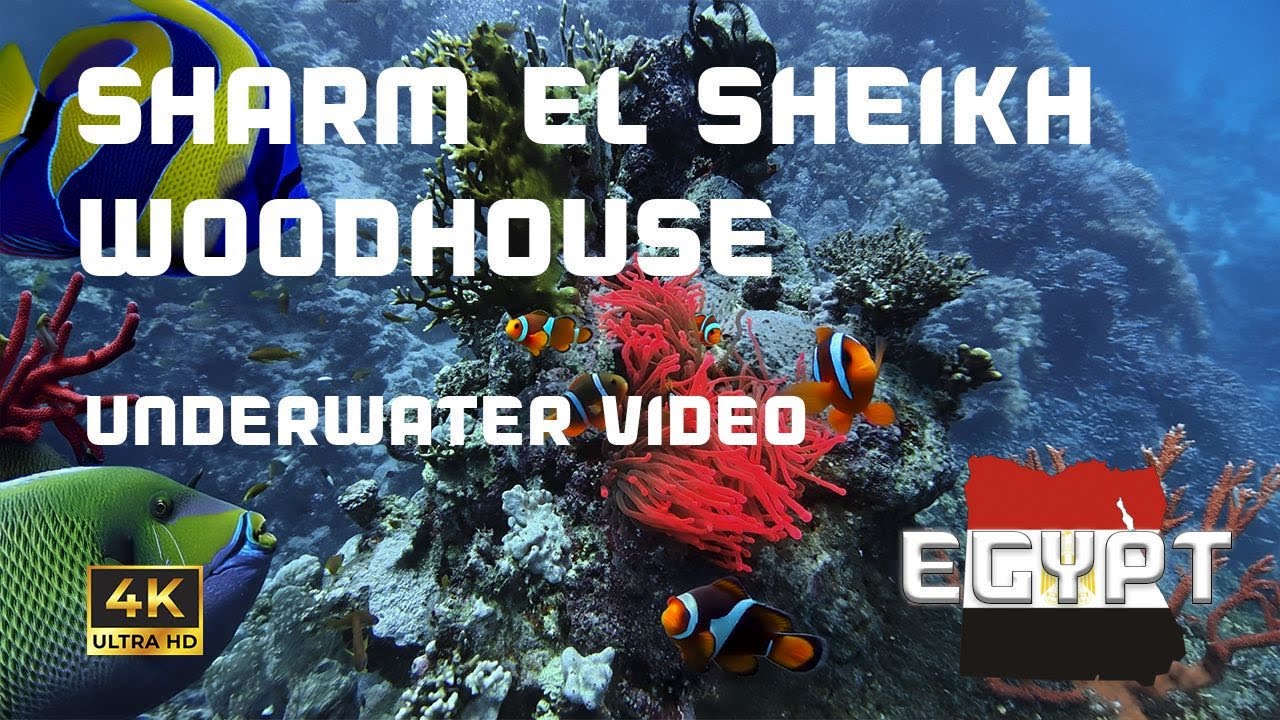 Sharm El Sheikh - Woodhouse - Tiran - Red Sea, EGYPT | 4K UHD Underwater Video Full Diving