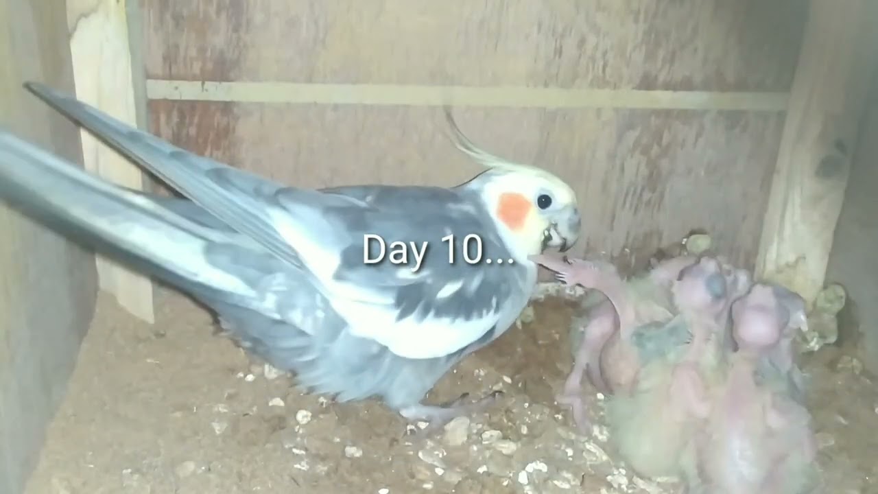 Cockatiels feeding their offsprings of 10 days old l Nellore l Telugu l A Pet Lover l #cockatiels