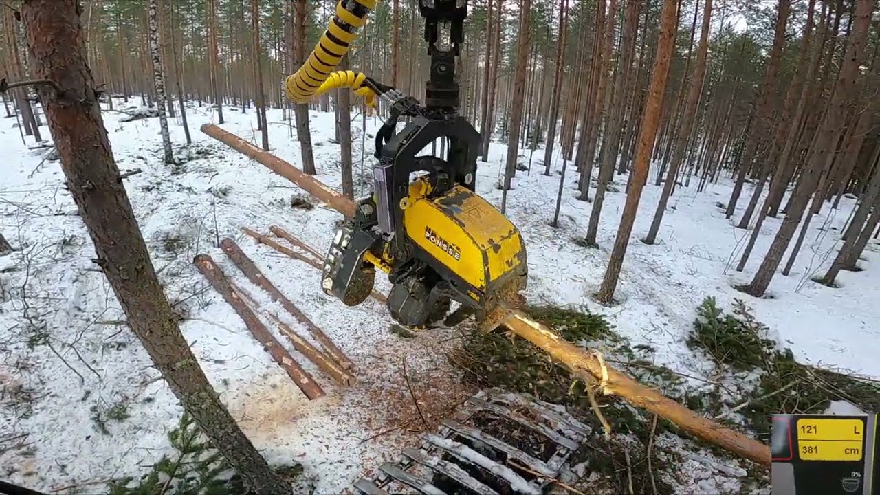 Juttua mitä puita poistetaan harvennuksella ja mänty harvennusta tehdään. Ponsse Scorpion King H7.