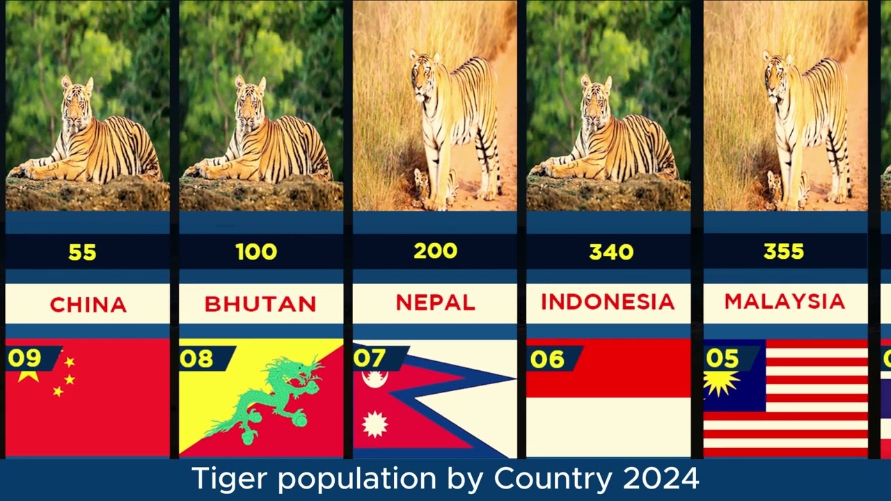 Tiger Population by Country 2024. #Tiger  #Tiger_Population #Tiger_Populatio_by_Country