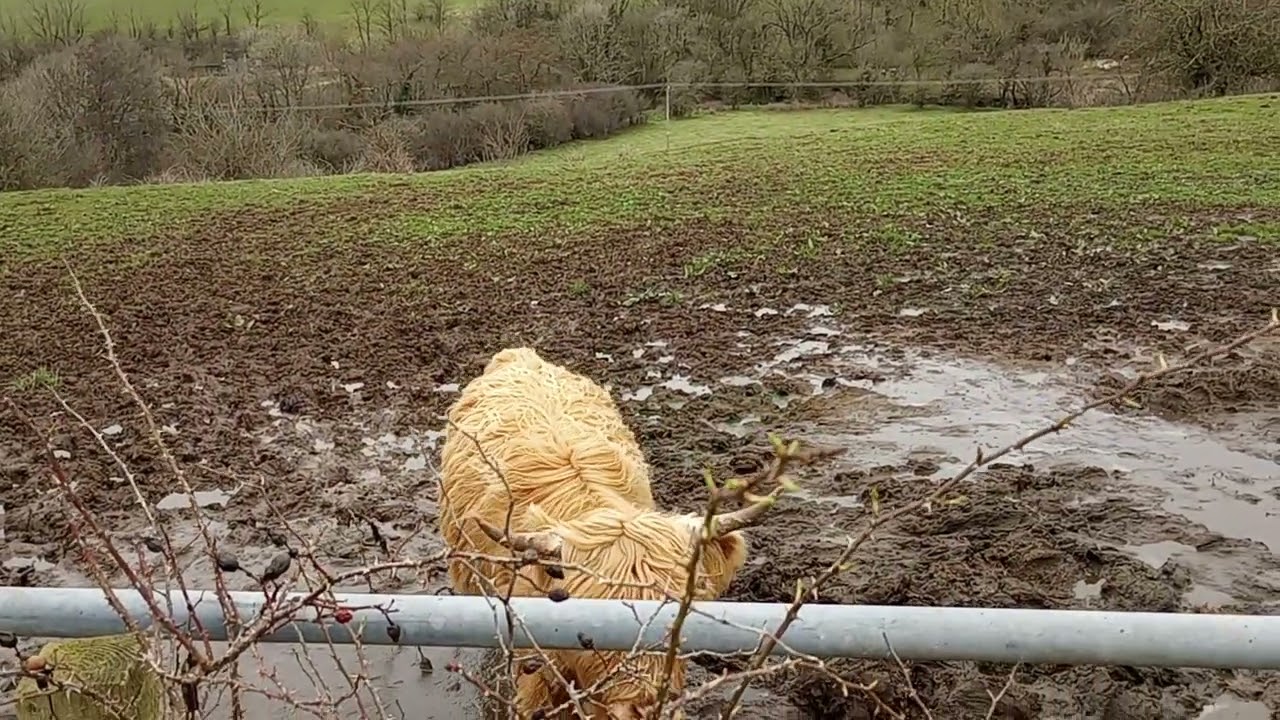 Highland cattle near Ayr, Scotland 3/18/2024