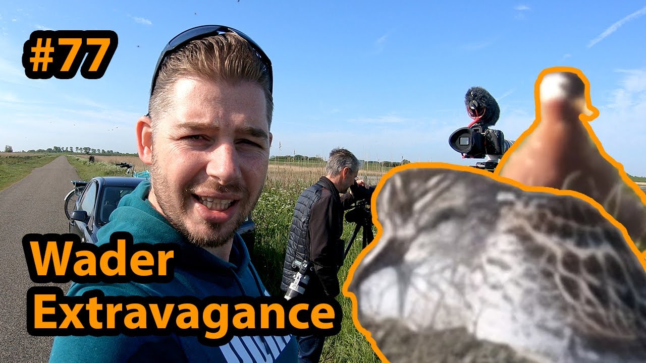 Wader Extravagance/Steltloper extravagantie @ Lauwersmeer / Birding the Netherlands