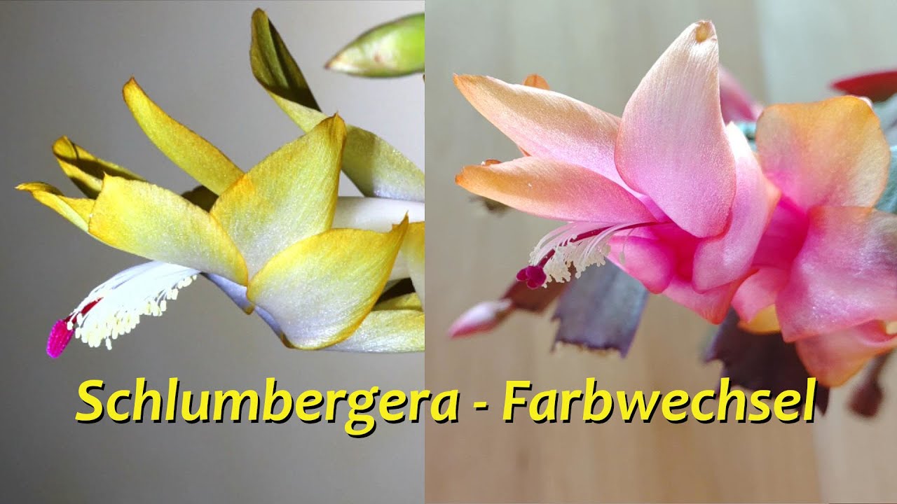 Weihnachtskaktus (Schlumbergera) - überraschender Farbwechsel von Gelb nach Rot!
