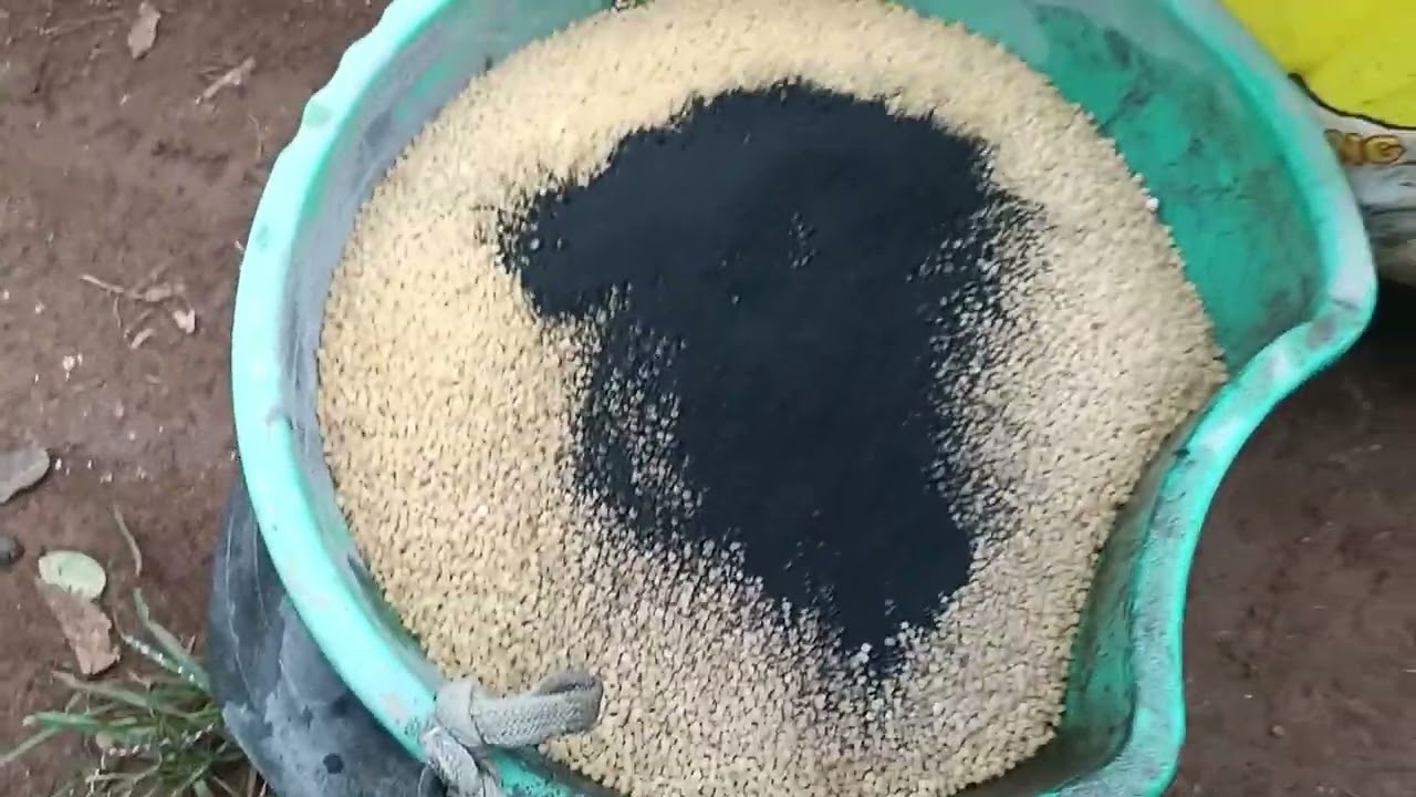 Bón phân tiêu đợt 3 thúc tiêu ra thêm lá đầu cành