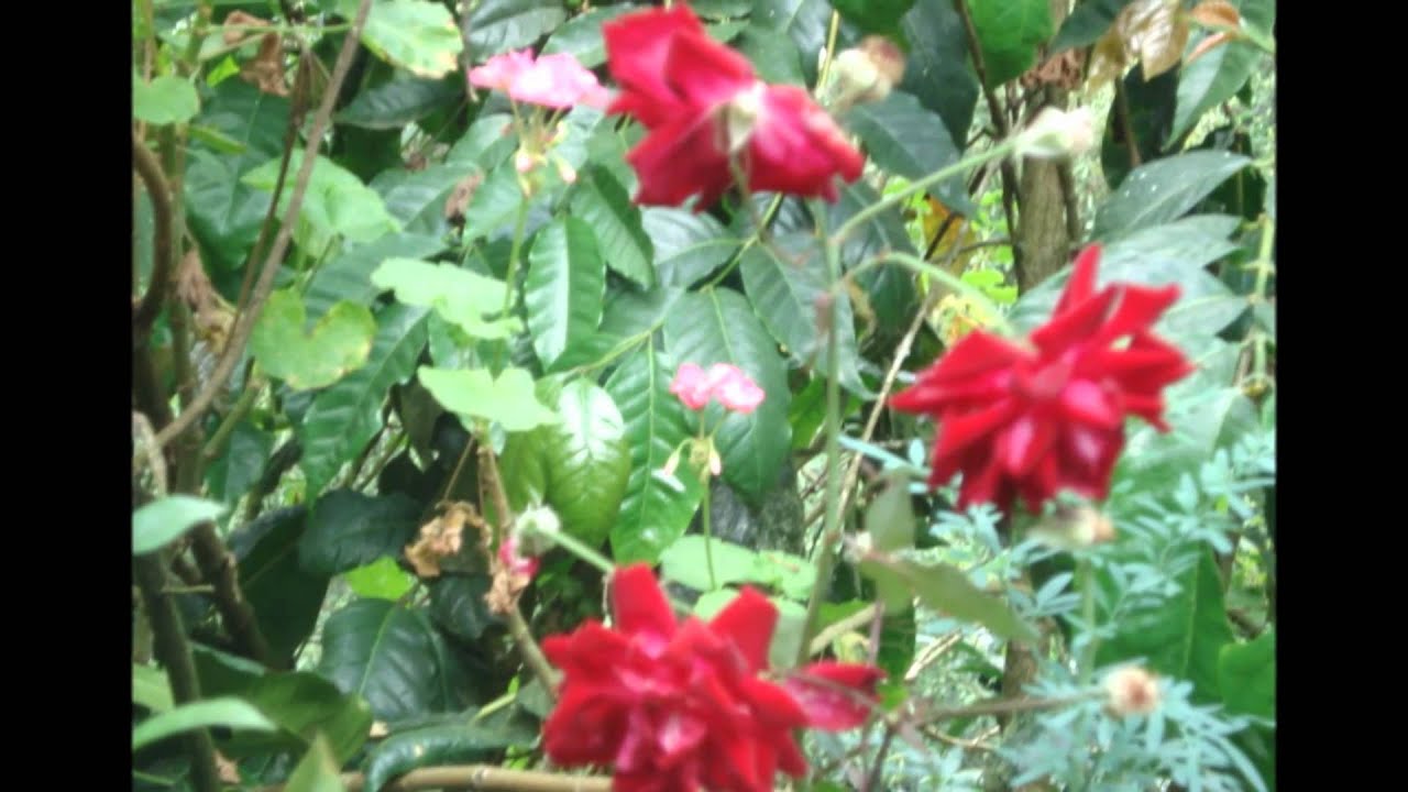 Puño de Tierra Lalo Rodriguez.wmv