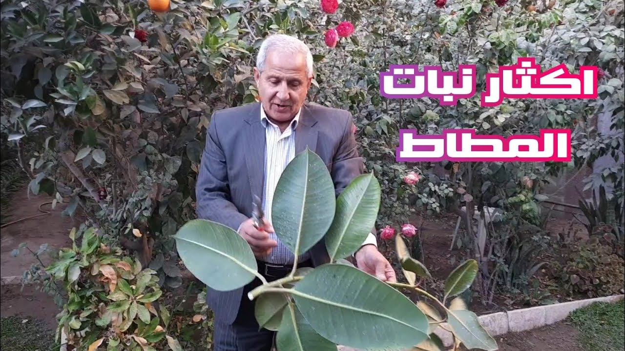 طريقة اكثار نبات المطاط والاعتناء بالثيّل ( النجيل )