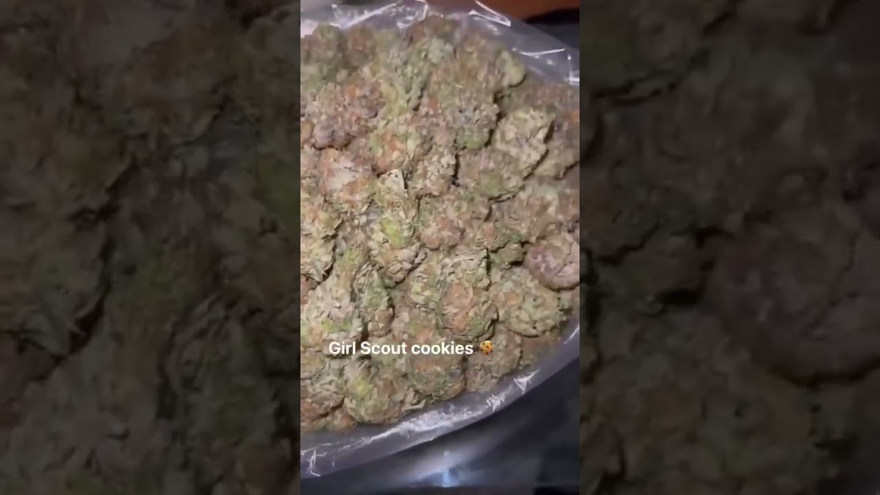Weed of the day - Girl scout cookies GSC (NOT4SALE)