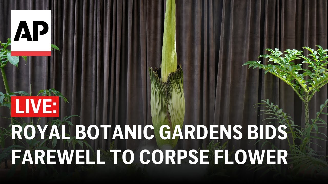 LIVE: Royal Botanic Gardens bids farewell to corpse flower with a ‘special goodbye’