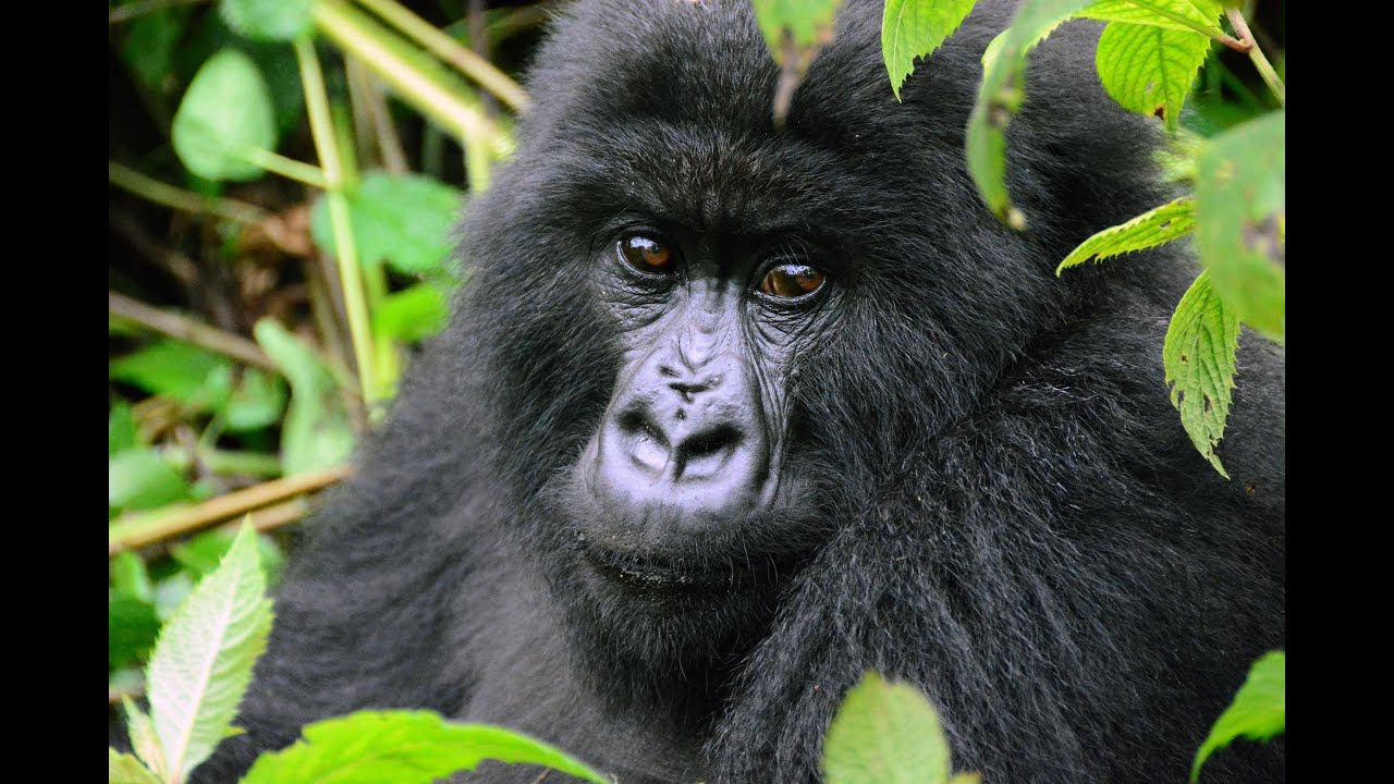 Silverback and baby Mountain Gorillas of the Titus group - Volcanoes NP, Rwanda