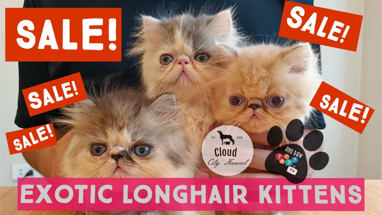 Exotic longhair kittens for sale Philippines