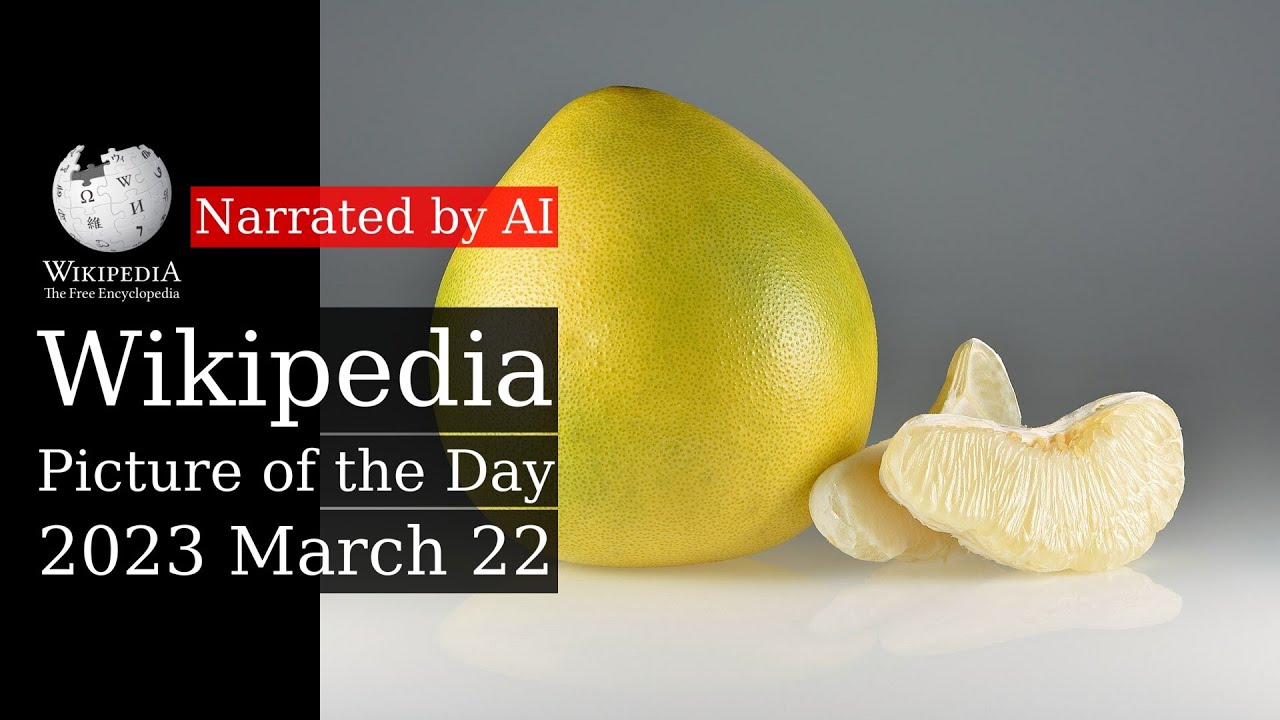 Wikipedia Picture of the Day: 2023-03-22 - Pomelo (Narrated by Matthew)