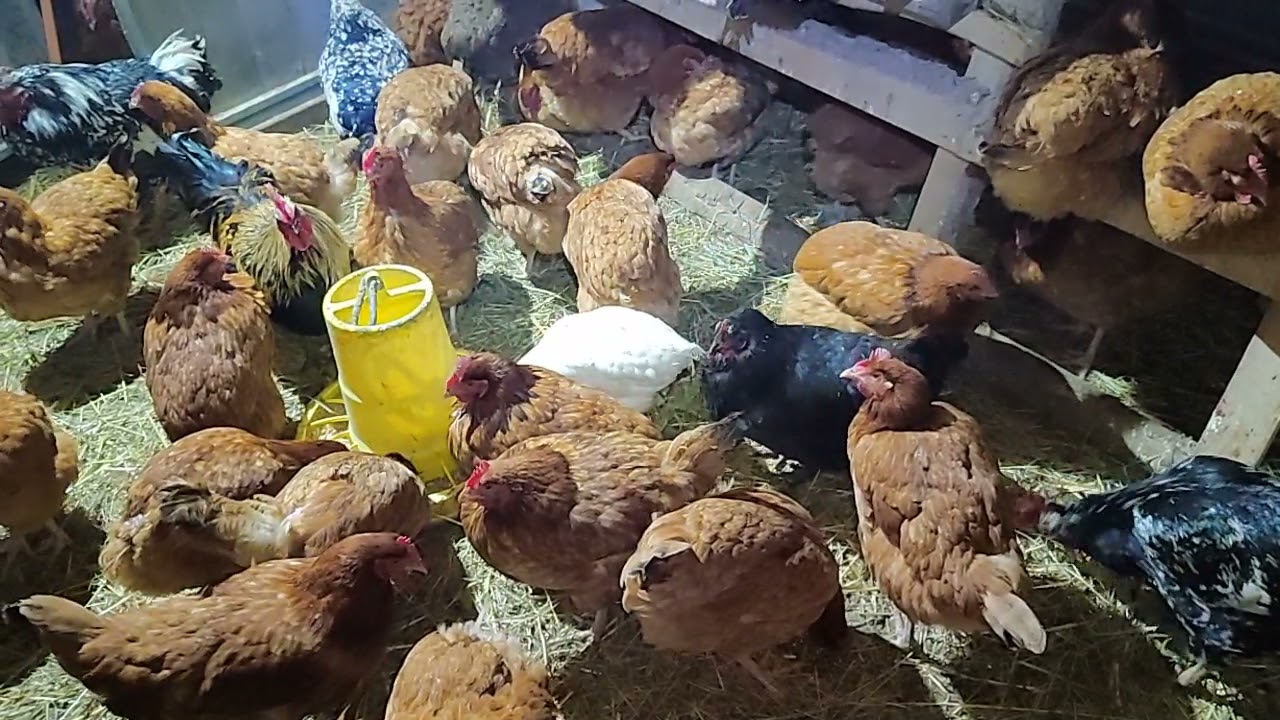 Ekologiczne Kury Zimą Co i Jak o Tej Porze Roku #87