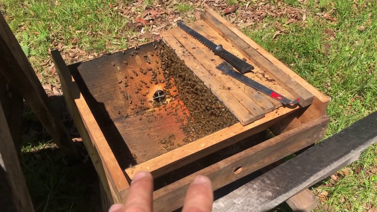 Reattaching collapsed comb to top bars | Kenyan Top Bar Beehive Management