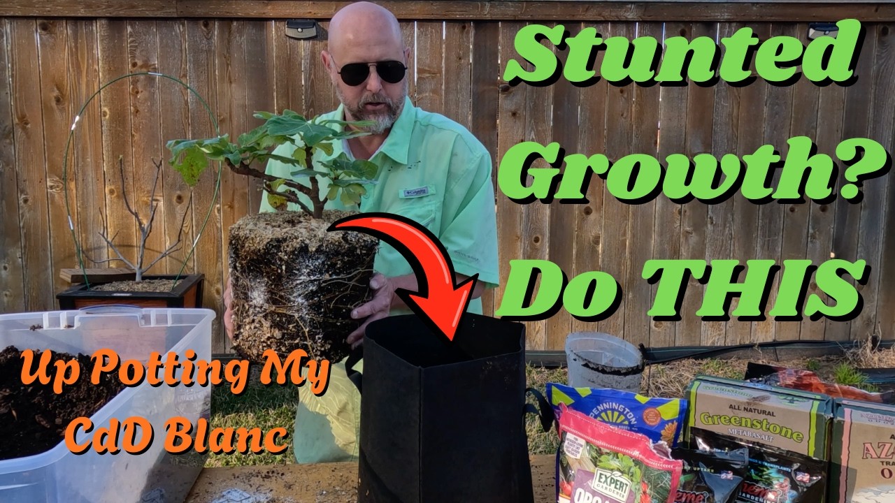 Col de Dame Blanc Fig Update | Fixing Wet Soil & Poor Drainage Indoors