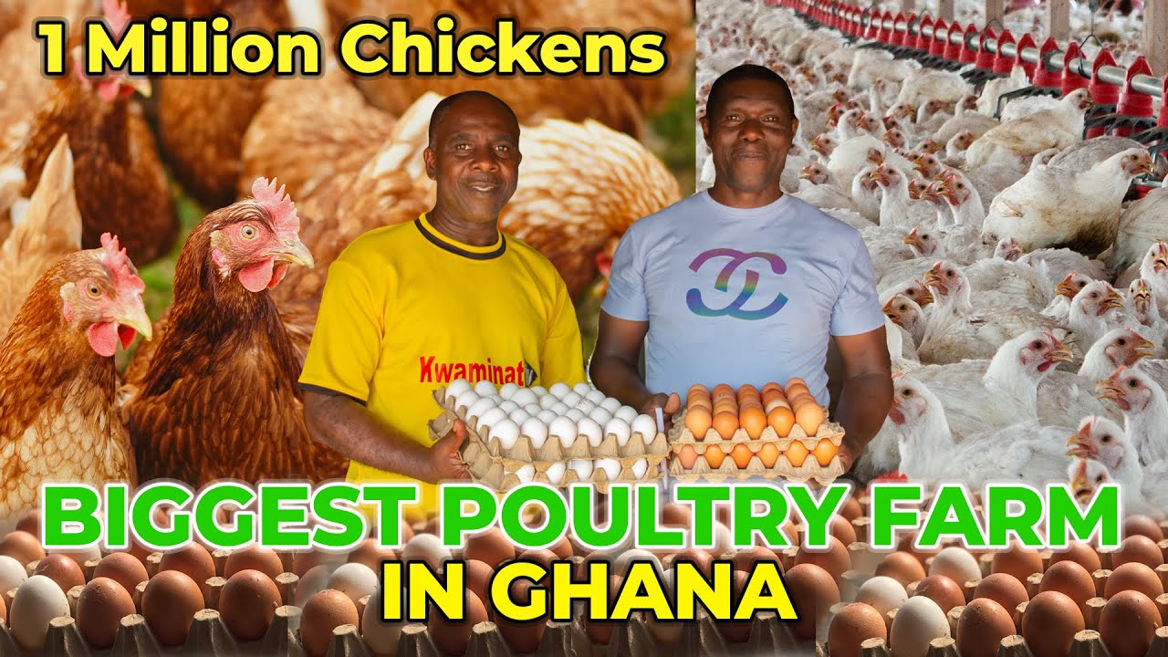 Transforming From Principal To Poultry Powerhouse: The Rise Of A 1 Million Chicken Empire In Ghana.