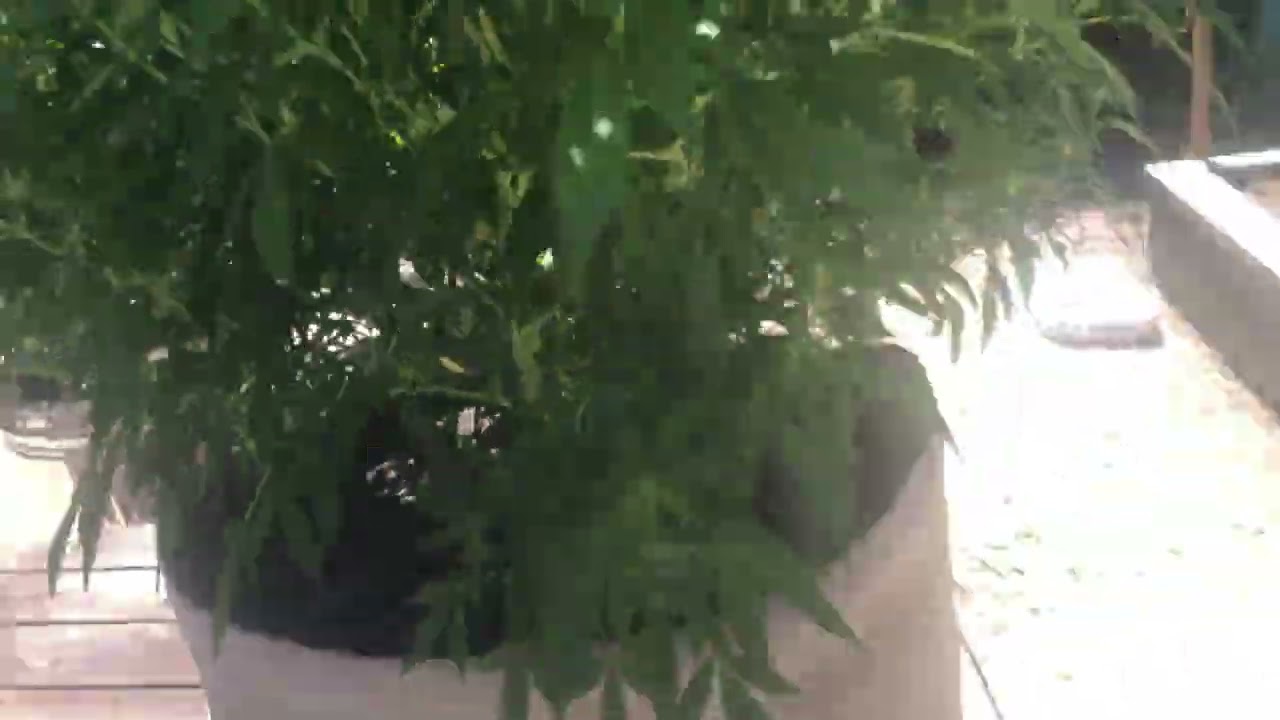 2022 Cannabis Grow update