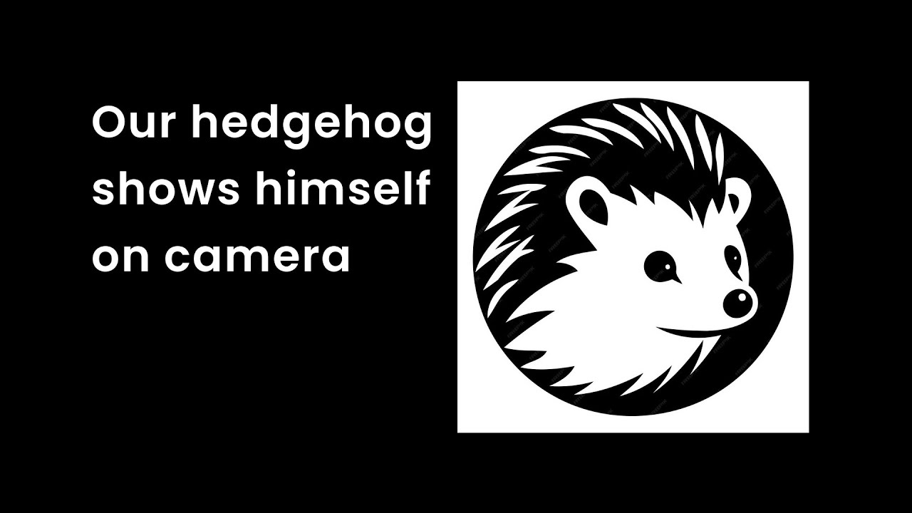 Our hedgehog shows himself on camera