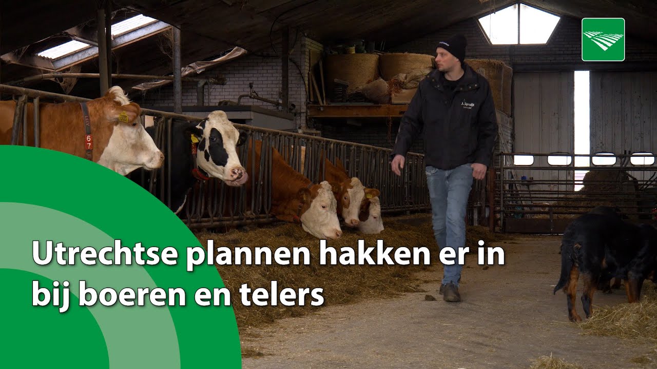 Utrechtse plannen hakken er in bij melkveehouder. 'Ik laat me niet van mijn erf af schoppen'