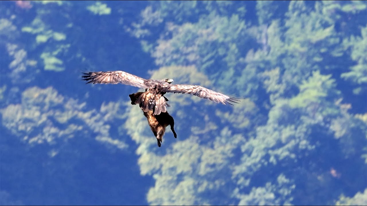 伊吹山のイヌワシ幼鳥「サーナ」2024年10月1日　タヌキのご馳走