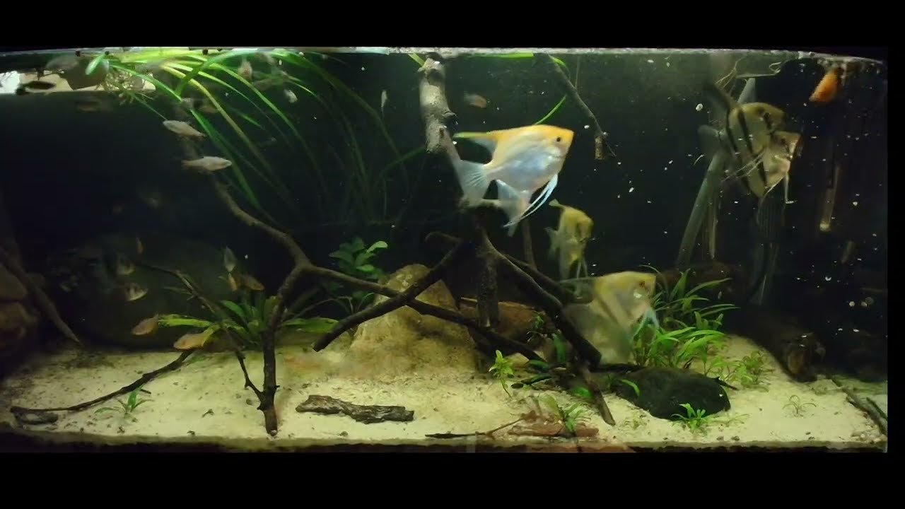 *LIVE* Relaxing Ambient Aquarium View