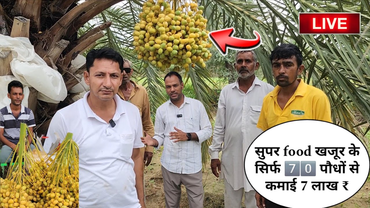 भादरा के गांव निनान में सुपर food खजूर की खेती☑️ Datepalm farming सिर्फ 7️⃣0️⃣ पौधों से कमाई 7 लाख ₹