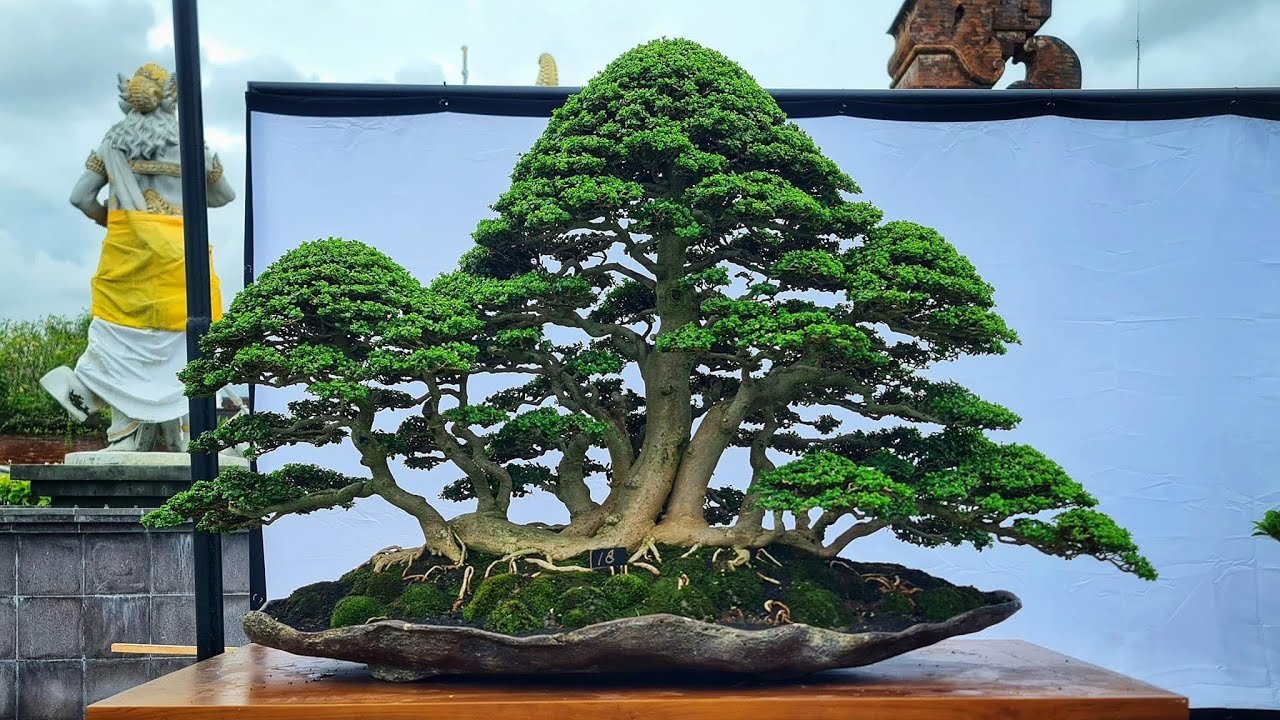 Inspirasi bonsai terbaik spesial bonsai Indonesia 