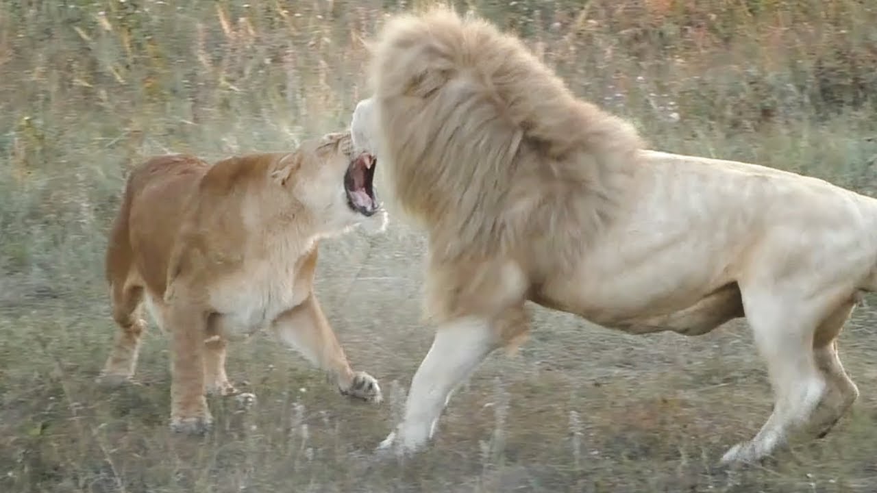 Соревнование белых львов или как Чип у Кая девчонок отбивал. Тайган. White Lions Taigan.