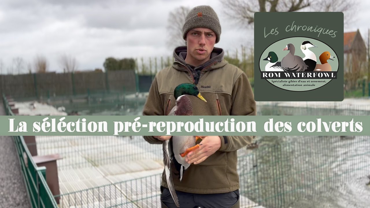 Rom Waterfowl vous présente la sélection pré-reproduction pour les colverts au sein de son élevage !