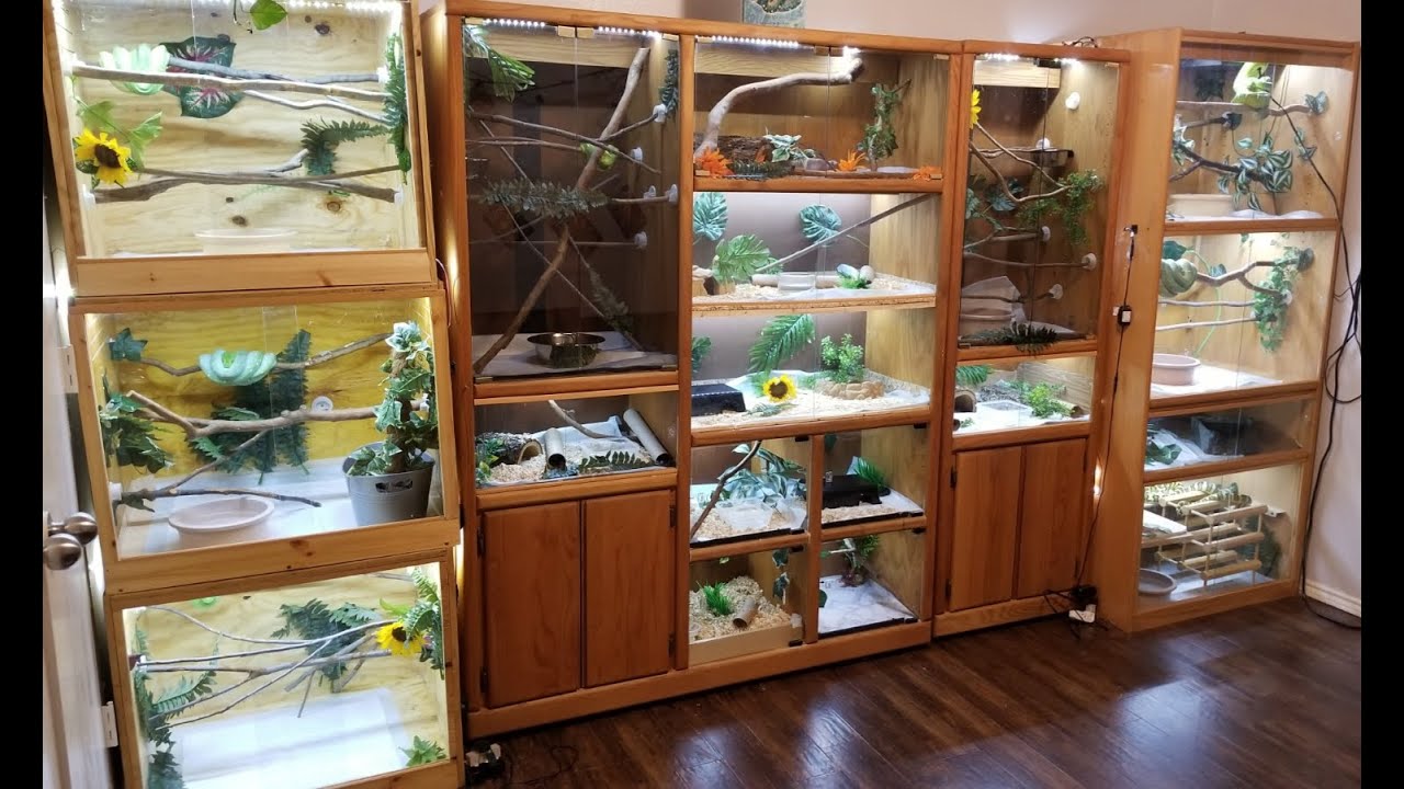OurCollection - Green Tree Pythons and Emerald Tree Boas