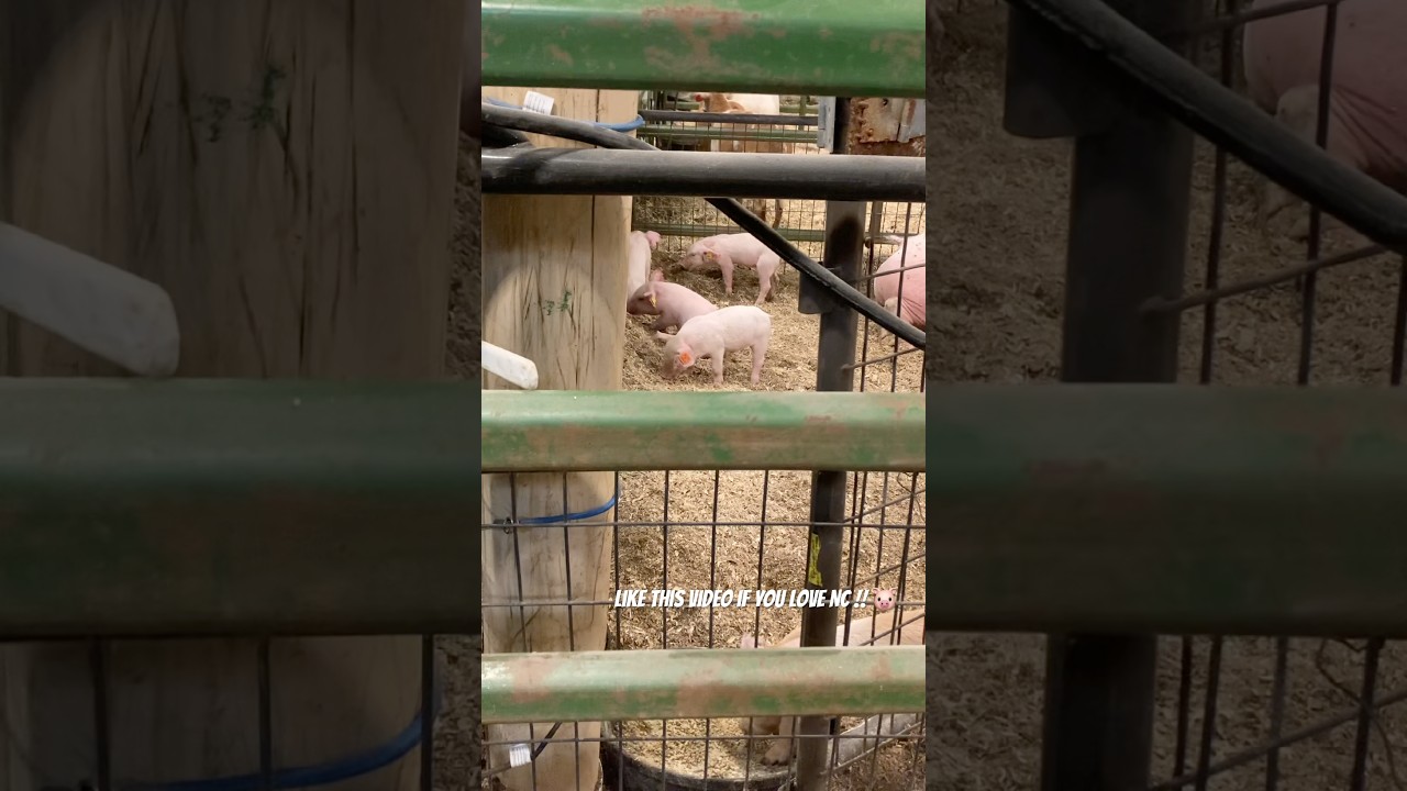 Голодные поросята на ярмарке штата Северная Каролина 🐽