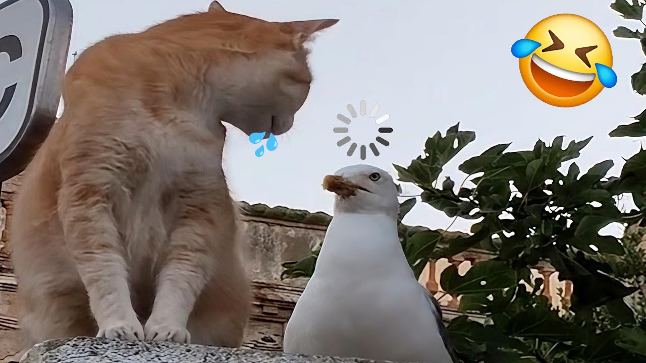 The Funniest Cat Videos 🐱 Try Not To Laugh Part 6