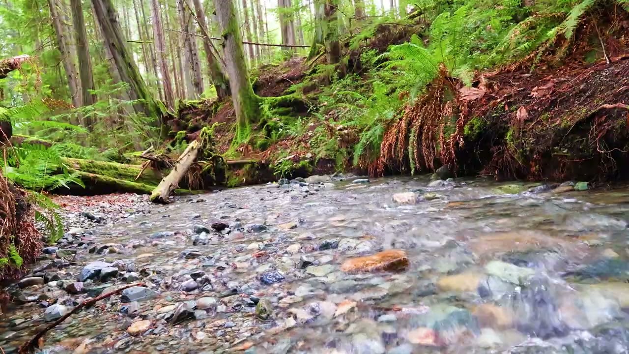 Relaxing Forest River - Nature Sounds for Study, Focus, and Relaxation 