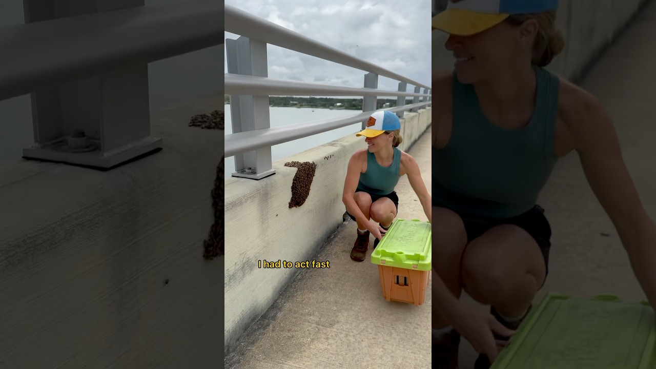 Emergency call to save Bee bees on the bridge!