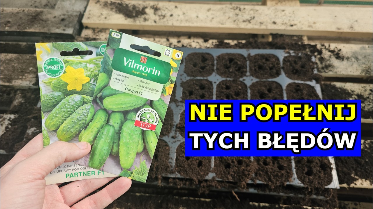 Błędne Siewy Ogórków gruntowych. Unikaj tych Błędów przy Wysiewach Ogórków. Sadzenie Ogórków Uprawa.