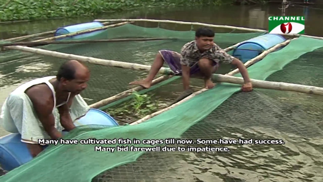 খাঁচায় মাছ চাষ | Fish Farming in Cages | Shykh Seraj | Channel i |