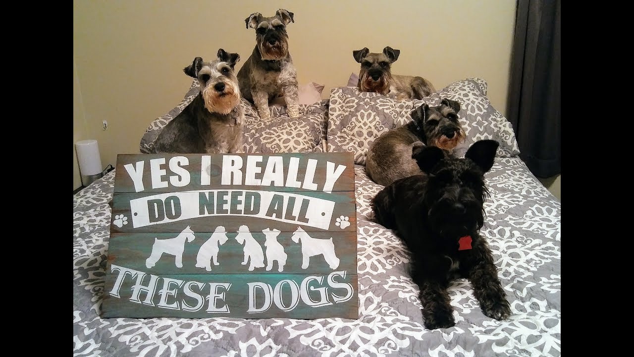 Christmas Schnauzer || An Awesome Gift || Bathing Schnauzers