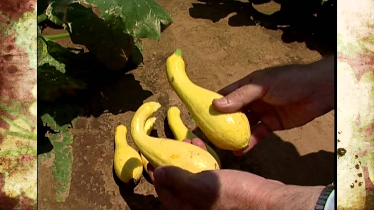 Oklahoma Vegetable Research Station