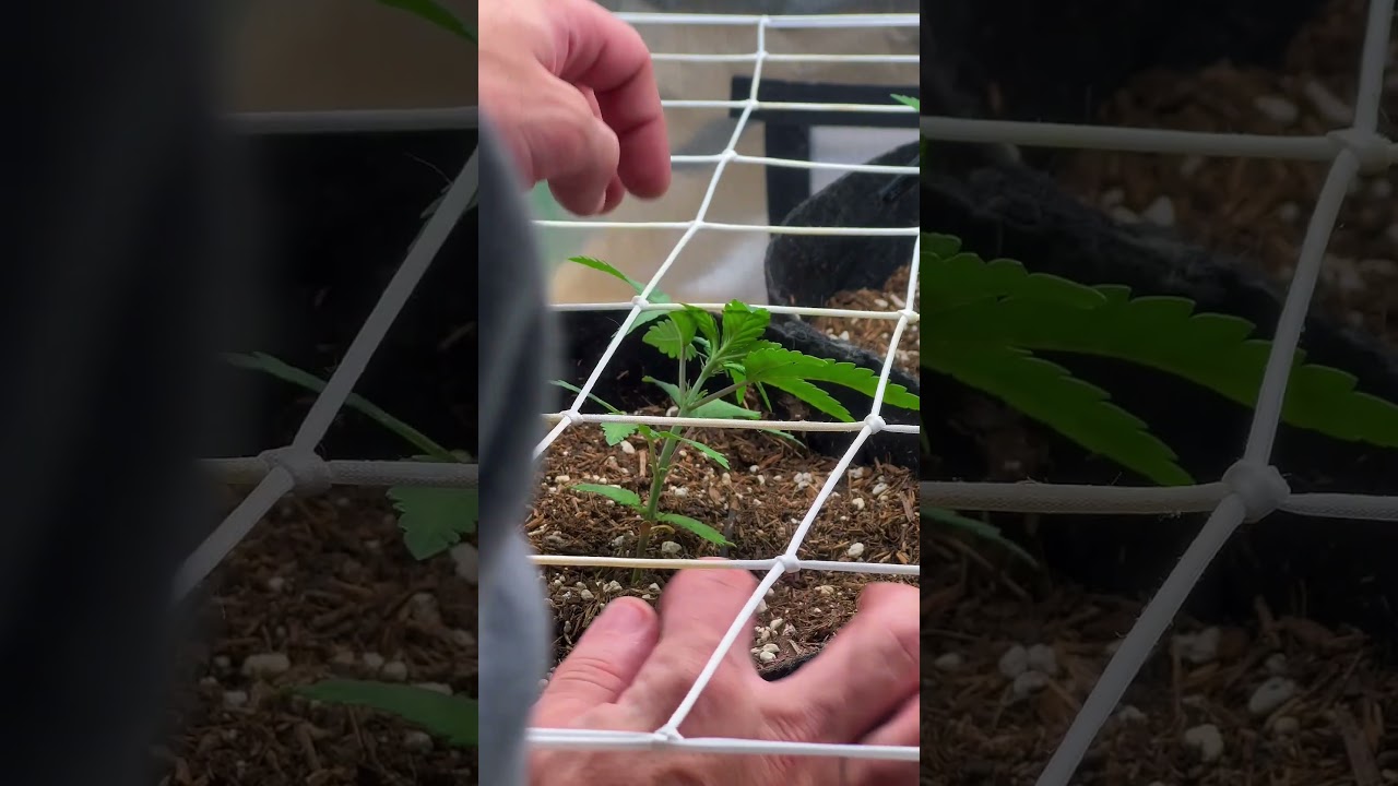 How I SCROG My Autoflower Early 👀