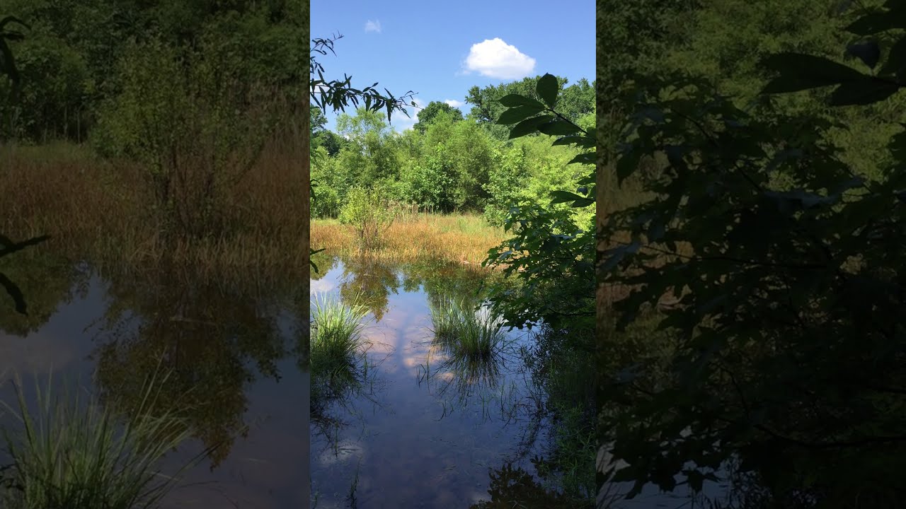 Animal Encounters at Marshy Point: Sounds of the Marsh