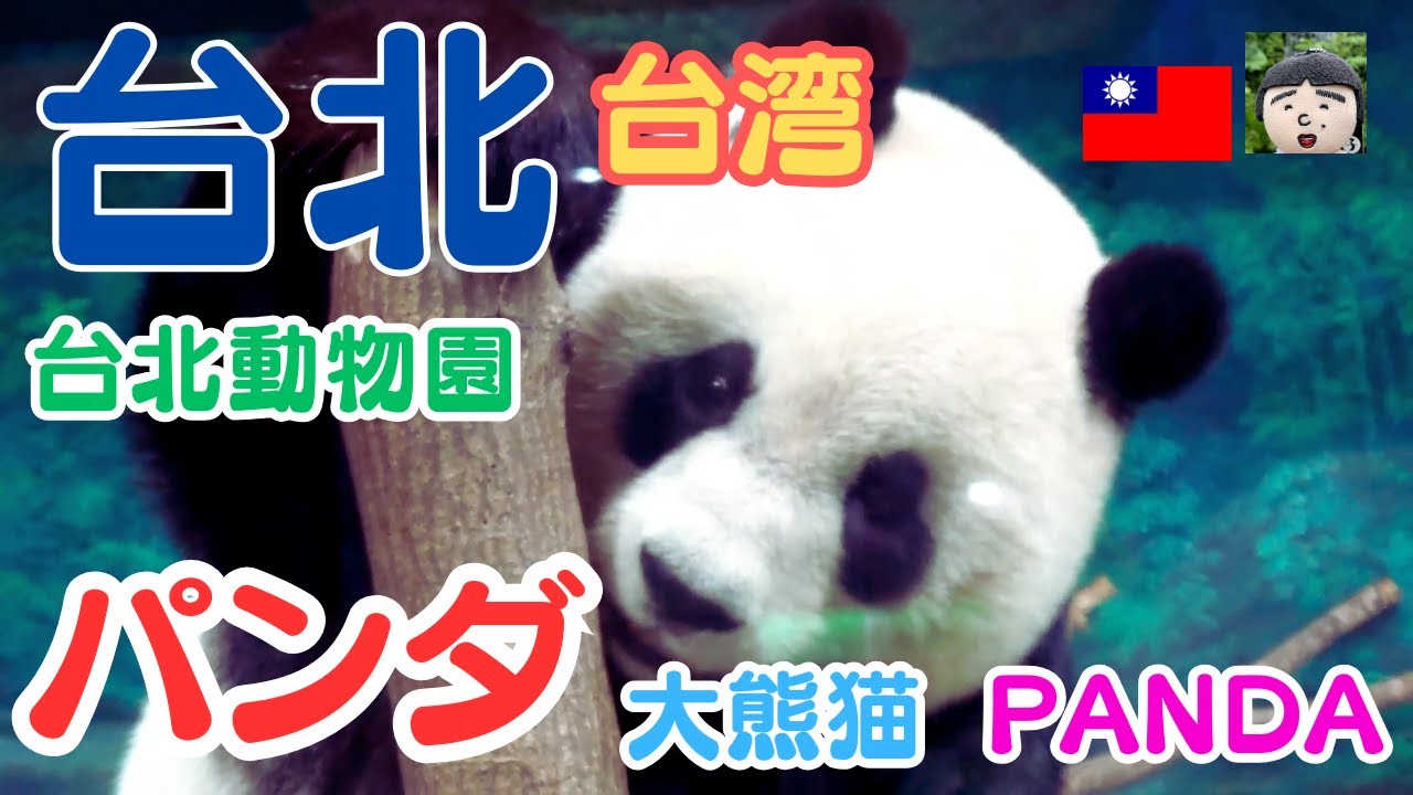 台北動物園の可愛いパンダを見て癒されてください🐼パンダ・PANDA・大熊猫