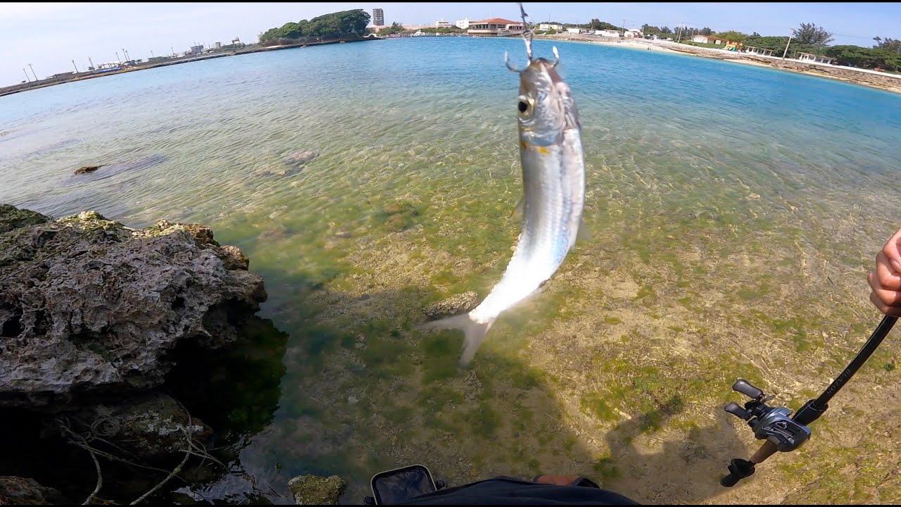 釣った魚を泳がせたらすごかった