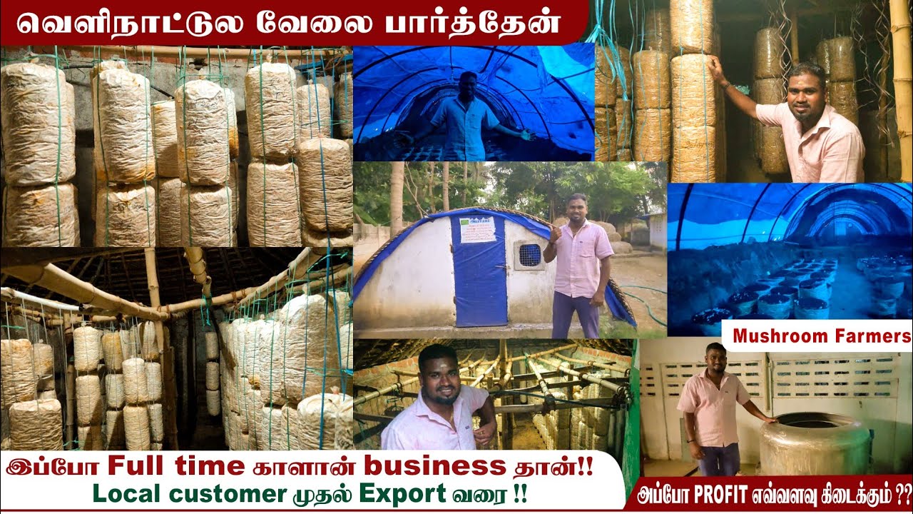 30 நாளில் வருமானம் !! |  சிப்பி மற்றும் பால் காளான் வளர்ப்பில் அசத்தும் இளைஞர் .. #mushroomfarming