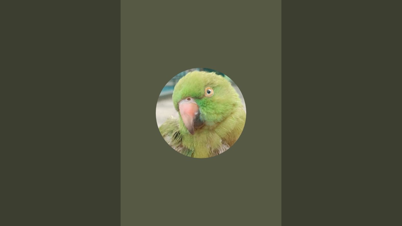 mithi parrot ki duniya  is live