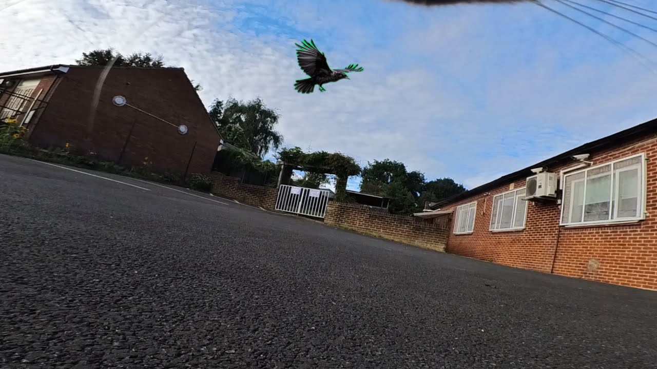 Cat wearing camera gets chased and attacked by a crow