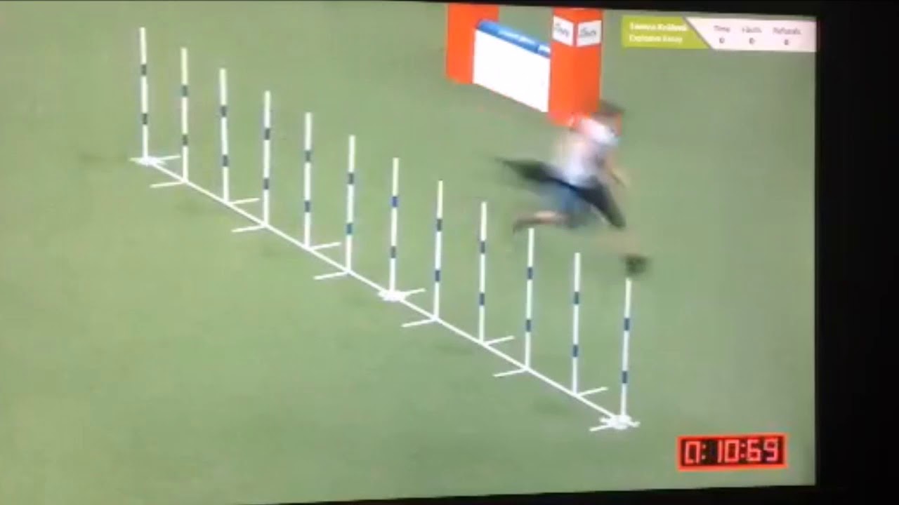 ***Tereza Králová & Explosive Essay, AGILITY WORLD CHAMPIONS 2017***