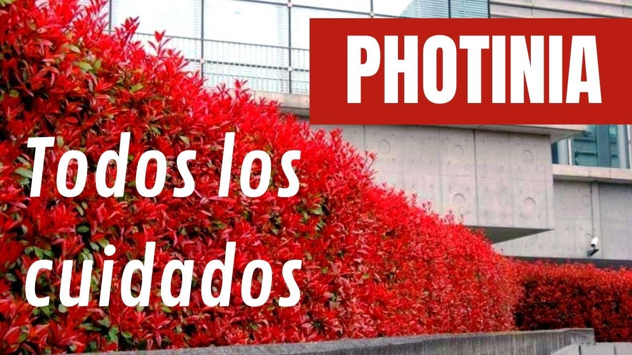 👉Cómo 🌱⛏️PLANTAR un SETO DE PHOTINIA ROJA🟥