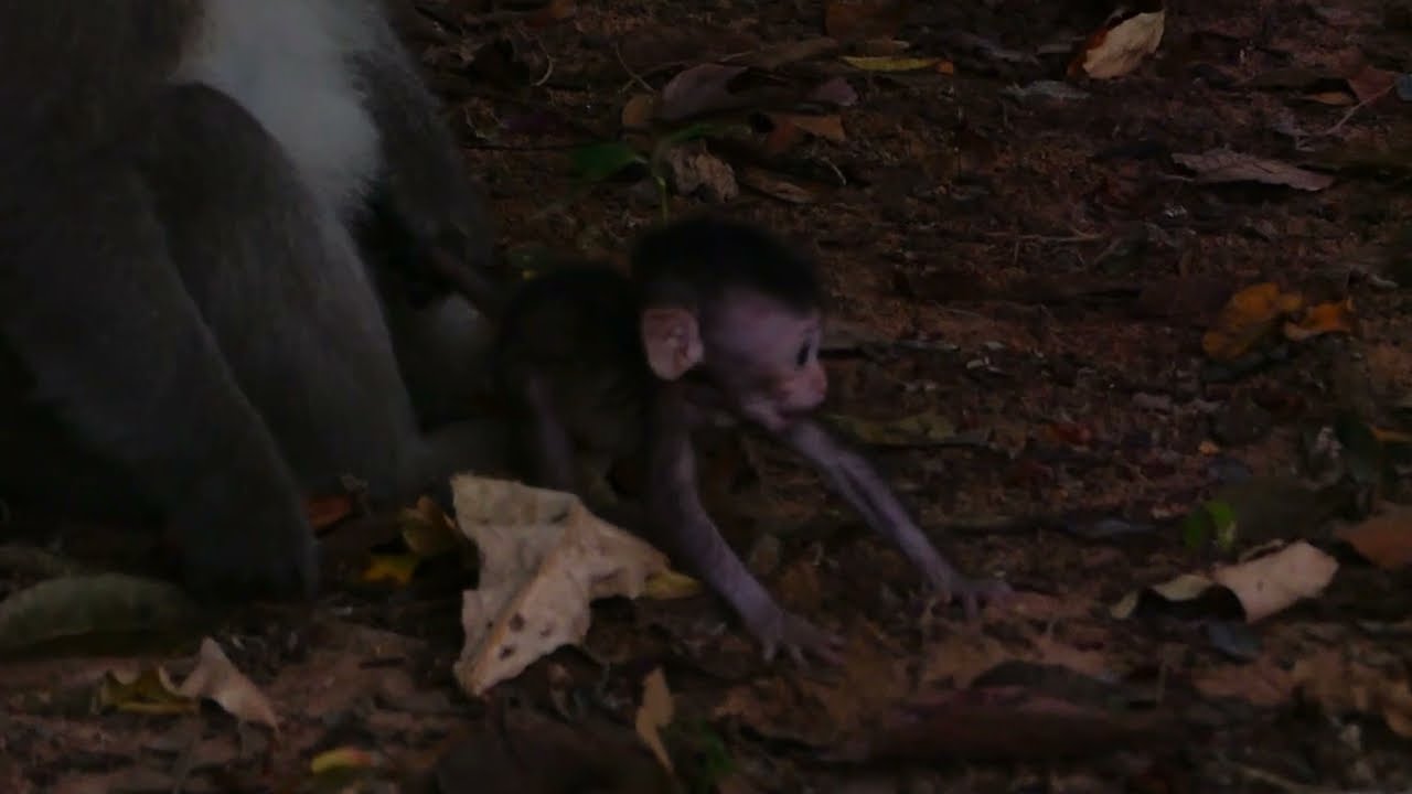 King Balu he caring baby Patrick instead of his mom Patty